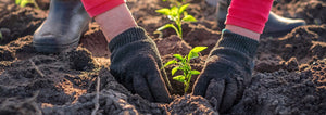 Hands transplanting seedlings into the ground