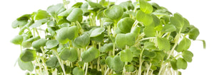 Green microgreens up close