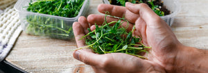 hands holding cut pea microgreens