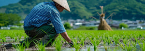 Japanese man tending to a rice field