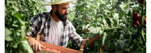 Man harvesting tomatoes