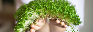 a child holding microgreens