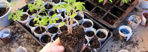 Transplanting tomato plants using newspaper pots