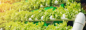 Hydroponic Lettuce Farm
