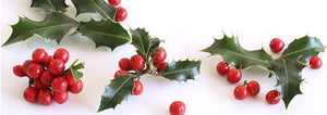 Holly leaves and berries on a white background