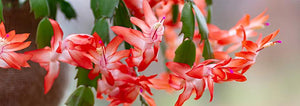 Close up of a Christmas cactus in bloom