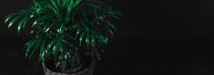 Houseplant in a gray pot with a black background