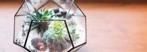 A terrarium with succulents sitting on a wood desk
