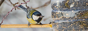 Bird sitting on a plastic bottle bird feeder perch