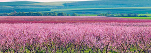 A peach orchard in bloom