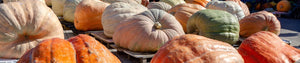 Giant pumpkins sitting on pallets