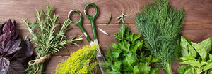 herbs bundled together on a table