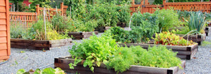 southern raised bed vegetable garden