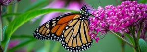 Migratory Monarch Butterflies Are Now Red Listed As An Endangered Species By IUCN