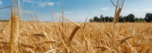 Wheat field and blue sky background