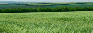 green field of oats