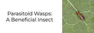 parasitic wasp