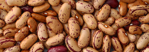 Pinto Beans with variations in color