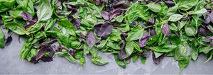 Basil leaves on gray background