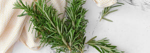 sprigs of rosemary and white background
