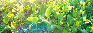 inoculated pea cover crop