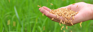 seeds being held in an open field