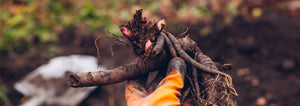 gardener wearing gloves holding a peony root