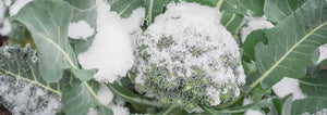 snow covered broccoli