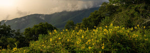 sunflowers near the Great Smokey Mountains in Southeastern USA
