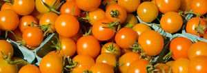 Sungold Tomatoes