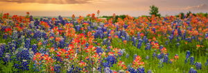 Texas Blue Bonnets and Indian Paintbrush wildflower meadow