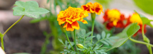Top 10 Annual Flowers For Container Gardens From Seed