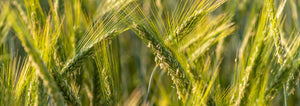 Unripe Triticale