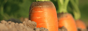 Carrots For Your Spring Garden
