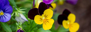 Viola tricolor Wild Pansy