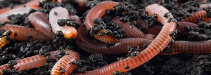 Build Your Own Basic Worm Garden!