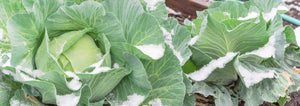 cabbage head with snow