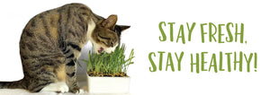 Cat eating wheatgrass grown in self-watering tray