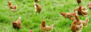 Free Range Chickens Grazing Cover Crops