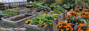 Year-Round Companion Planting for Organic, Pesticide-Free Gardening