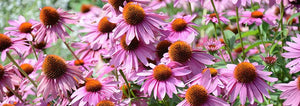 Purple Coneflower: A Lasting Classic American Wildflower