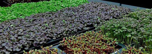 Microgreens & Wheatgrass: Control the Moisture, Control the Mold