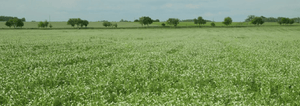 Pea cover crop field