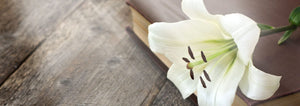Easter Lily with a wood background