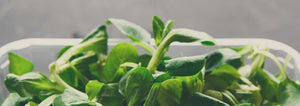 baby greens close up