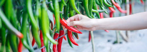 hand picking hot peppers