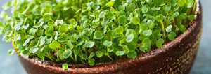 The Idiot's Guide to Microgreens!