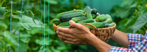 man holding a basket of cucumbers