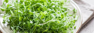 Microgreens—A Salad Bowl of Nutrients in One Bite!