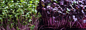 Microgreens – More Nutritious Than Mature Vegetables and Herbs?
